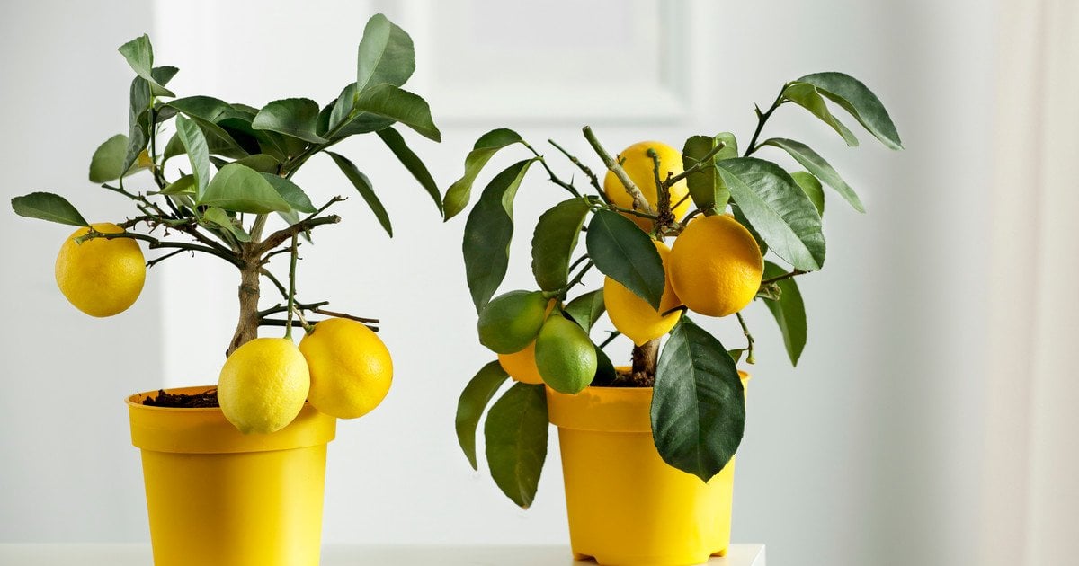 Лимонне дерево