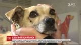 Ветеринари врятували собаку, якій шкуродери зламали лапи і 9 разів вистрелили з рушниці