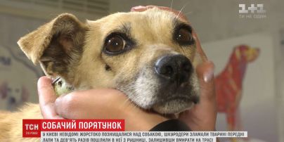 Ветеринари врятували собаку, якій шкуродери зламали лапи і 9 разів вистрелили з рушниці