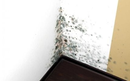Почему на стенах в квартире появляется плесень?
