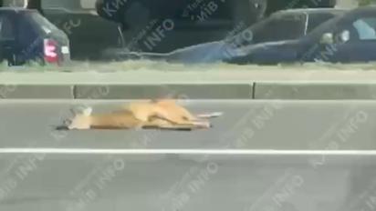 У Києві на проспекті збили оленя