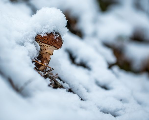 Народні прикмети 17 лютого / © Pexels