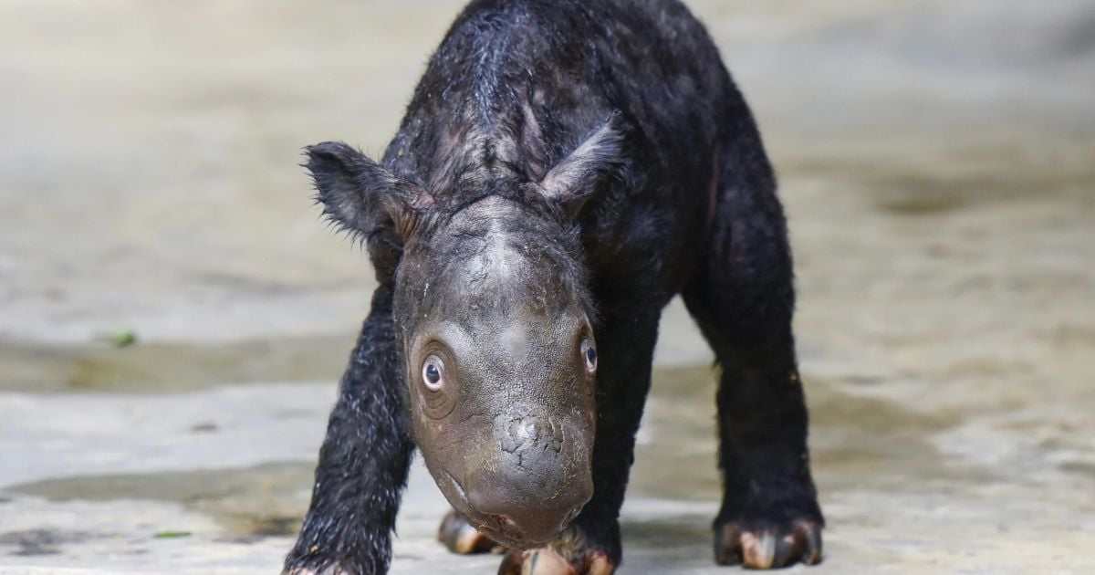 Суматранський носоріг / Фото: Indonesian Ministry of Environment and Forestry via AP
