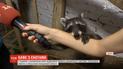 В харьковском кафе поселились двое енотов