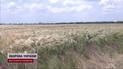 Польща і Угорщина наклали ембарго на українське зерно