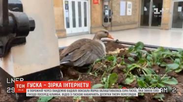Гусыня обустроила гнездо на пустом вокзале и стала звездой Интернета