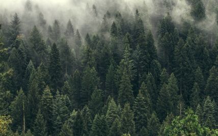 Вчені дослідили, що через зміни клімату дерева почали рости двічі швидше: чому так відбувається