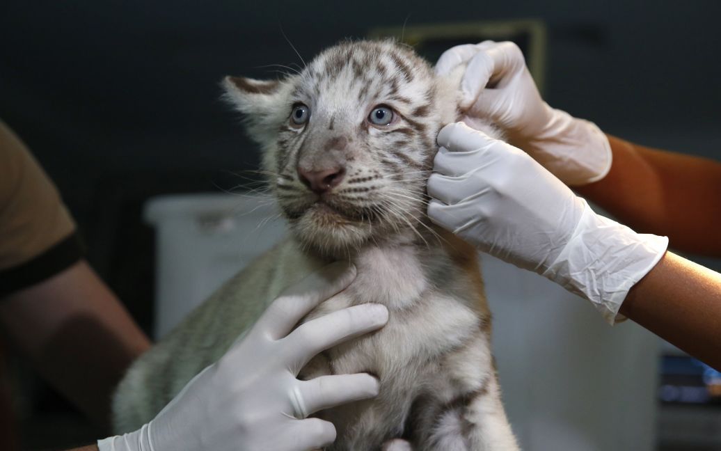 Ветеринари перевіряють білого бенгальського тигра, який народився в приватному зоопарку Уачипа в Лімі, Перу. / © Reuters