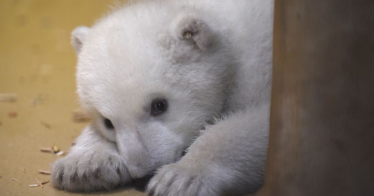 В немецком зоопарке впервые к посетителям вышел полярный медвежонок