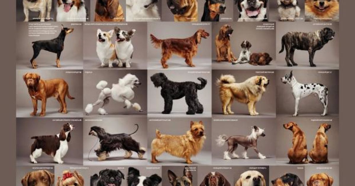 Фото: patrioty.org.ua