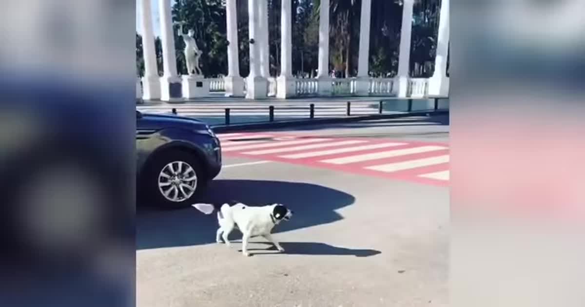 Грузинский бездомный пес переводит детей через дорогу и регулирует движение