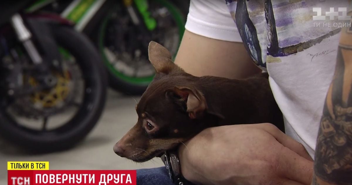 Киянин знайшов зухвало вкраденого песика через два з половиною роки