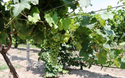 В окупованому Криму почали розпродавати виноградники