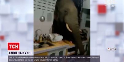 Новини світу: у Таїланді дикий слон проломив стіну будинку, аби знайти їжу