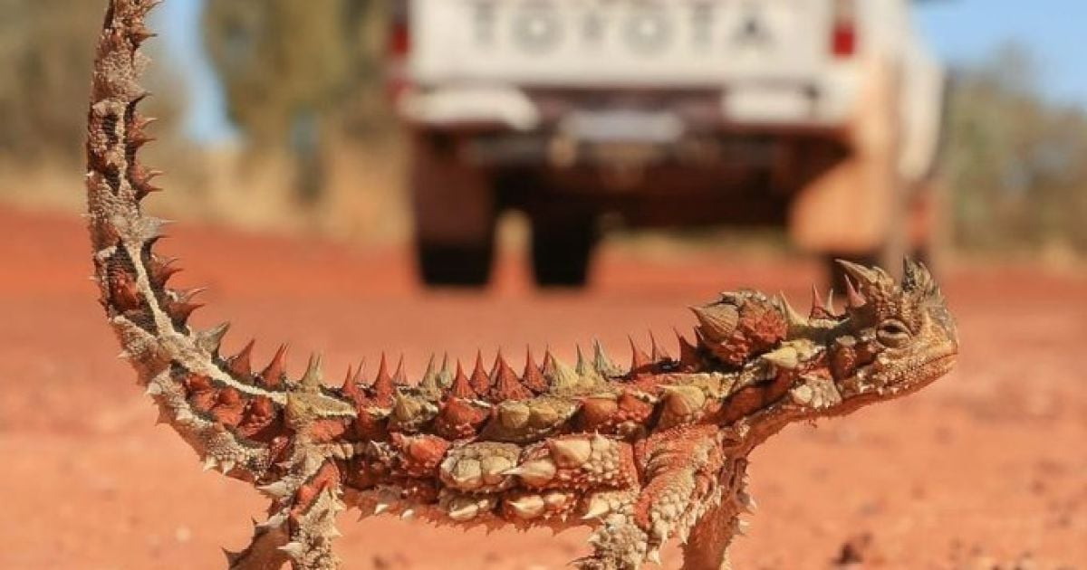 Moloch horridus научился выживать в суровых условиях австралийской пустыни