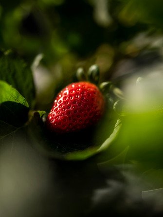 Полуниця цілий рік: як виростити ягоди у себе вдома