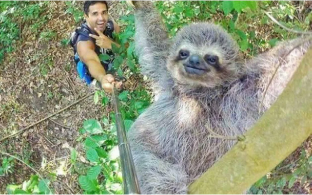 Фото з лінивцем на Reddit