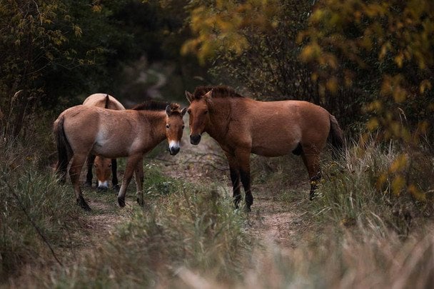  / © Державне агентство України з управління зоною відчуження