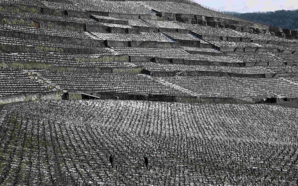 Мужчины работают на виноградниках Лаво после ночного снегопада вблизи Веве, Швейцария. Виноградники Лаво включены в наследие ЮНЕСКО, они сделаны из 10000 террас, которые были начаты в 12-м веке монахами, и занимают площадь в 800 га между Лозанной и Веве. / © Reuters