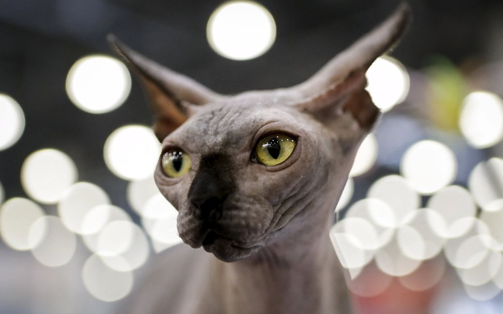 Кот породы Сфинкс смотрит в камеру во время Международной выставке кошек Catsburg 2016 в Москве, Россия. / © Reuters