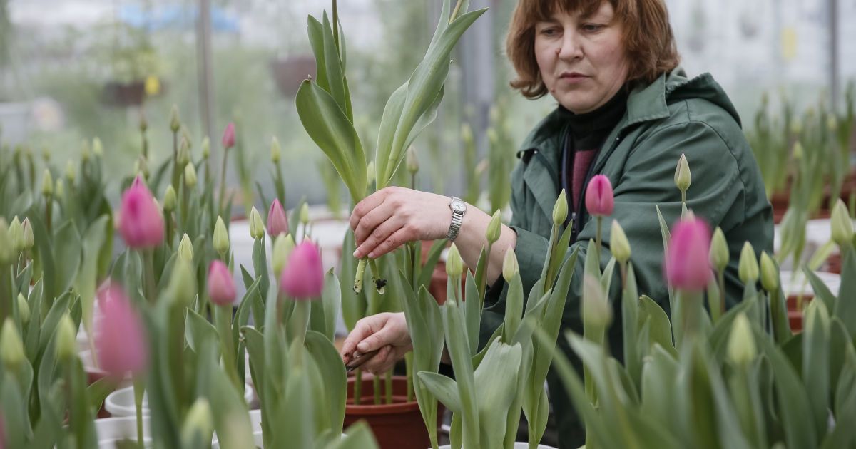 Синоптики рассказали, с какой погодой украинцы будут отмечать 8 Марта