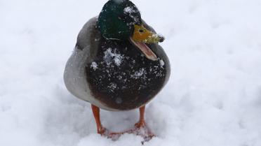 Снегопад создал хаос на дорогах. / © Reuters
