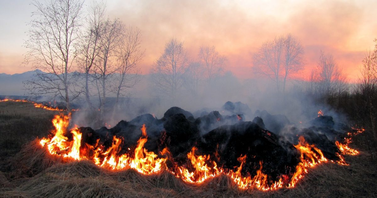 У Києві на лівому березі загорівся лісопарк