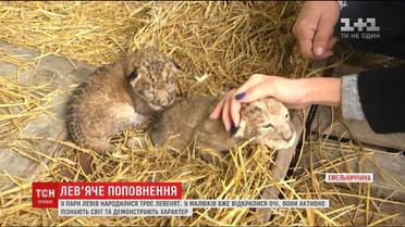У приватному звіринці під Хмельницьким левиця Тіара народила трійню