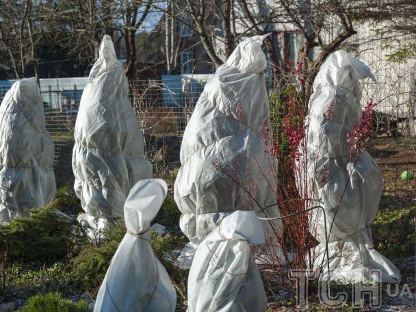 7 рослин, які потрібно підготувати до зими / © Credits