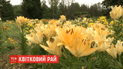Квітковий рай: у ботанічному саду Харкова розквітла одна з найбільших колекцій лілій в Україні