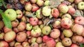 Як використати опалі яблука з користю