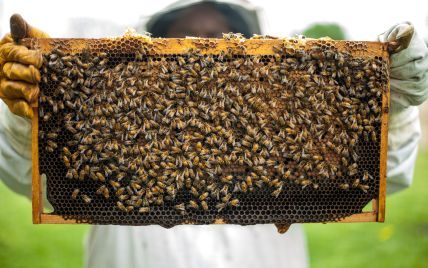 Україна стала найбільшим експортером меду у світі