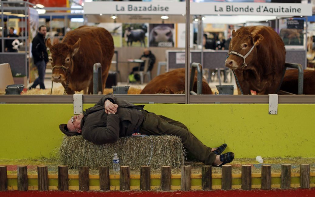Фермер спить поруч з коровами на Міжнародній сільськогосподарській виставці у Парижі, Франція. / © Reuters