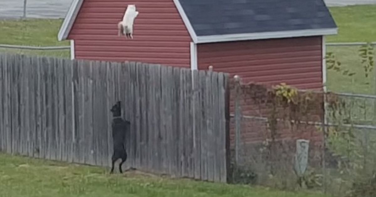 Кот забрался на забор и прыгнул на соседний участок.