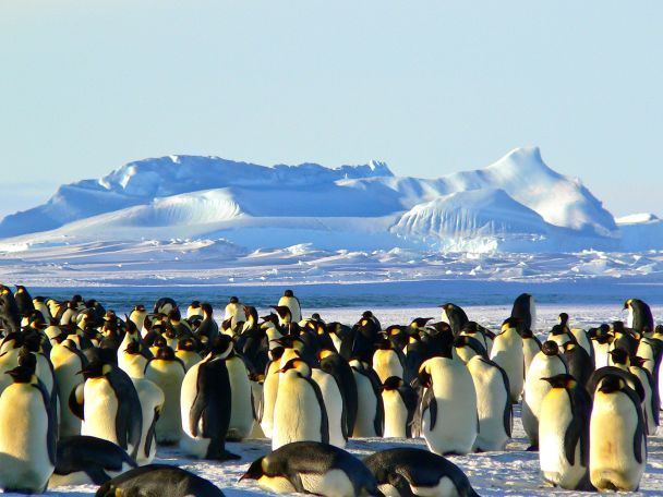 1 грудня - День Антарктиди / © Pexels