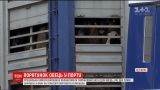В Черноморском порту обещают обустроить площадку для овец, "замурованных" в фуре