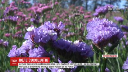 На Тернопільщині у селі Деренівка зацвіла плантація кермеку