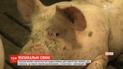 У Бельгії власник ферми щодня вмикає для свиней рок-музику