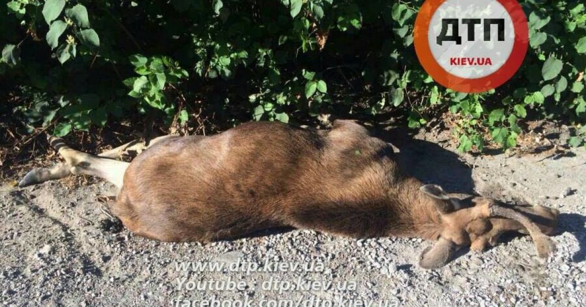 Лось помер від удару / © dtp.kiev.ua