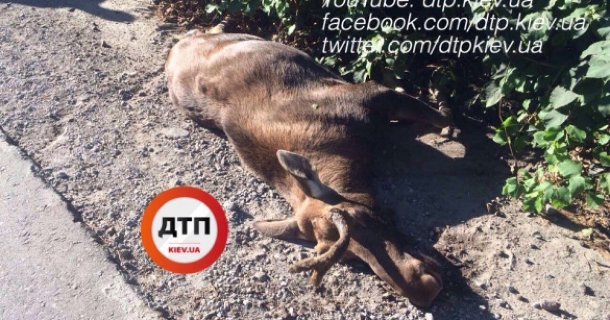 Лось помер від удару / © dtp.kiev.ua