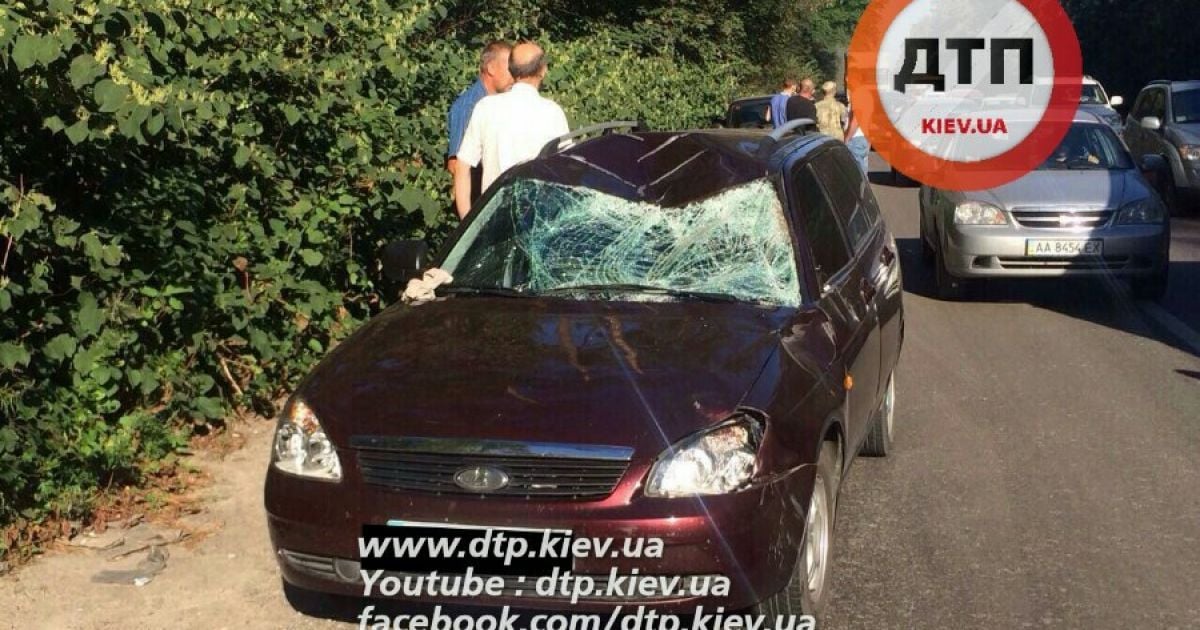 Лось умер от удара