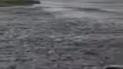 "Это месть природы": в Днепропетровской области поплыли поля с зерновыми (видео)