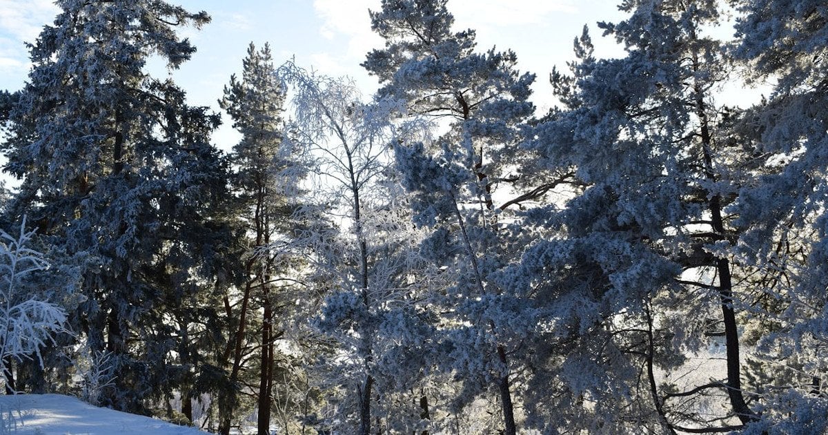 Морозы отступают