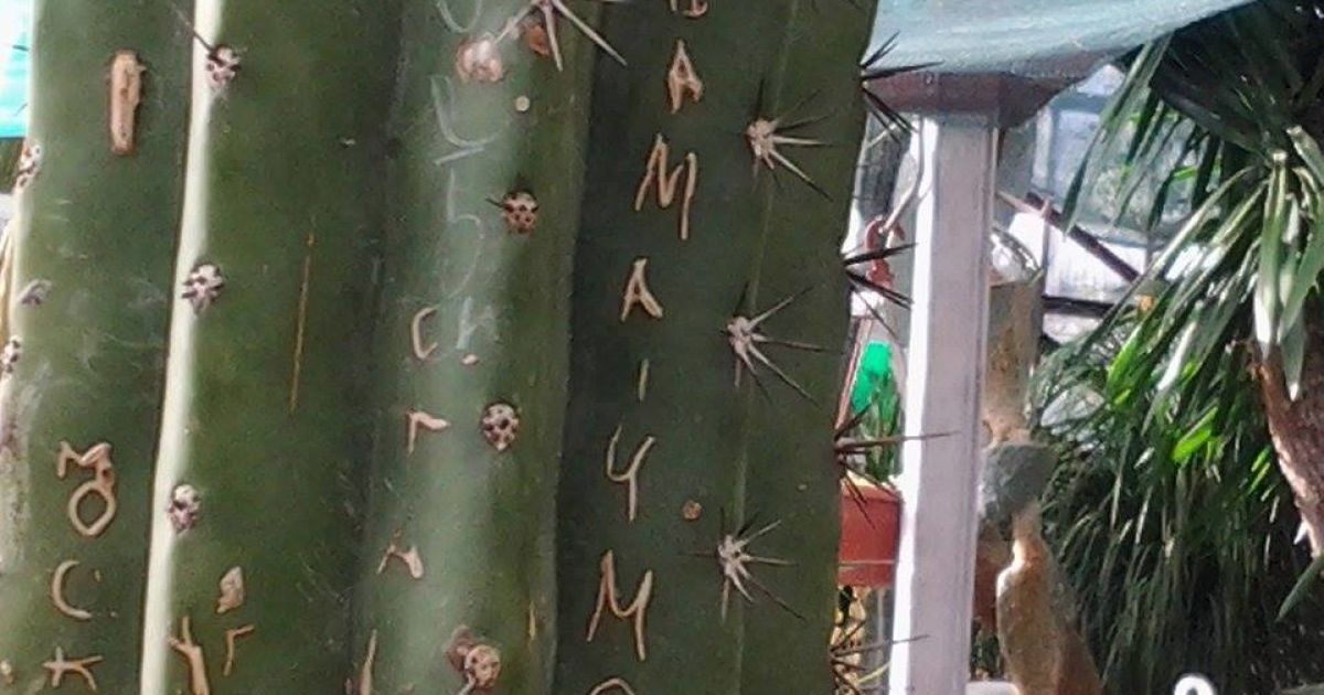 Туристы оставили надписи на живых растениях