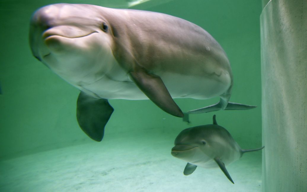 56-денне дельфінятко &ldquo;Деббі&rdquo; плаває поруч з матір&#039;ю в зоопарку у Дуйсбурзі, Німеччина. "Деббі" народилася на католицький Святвечір і була представлена широкій публіці у середу, 17 лютого. / © Reuters