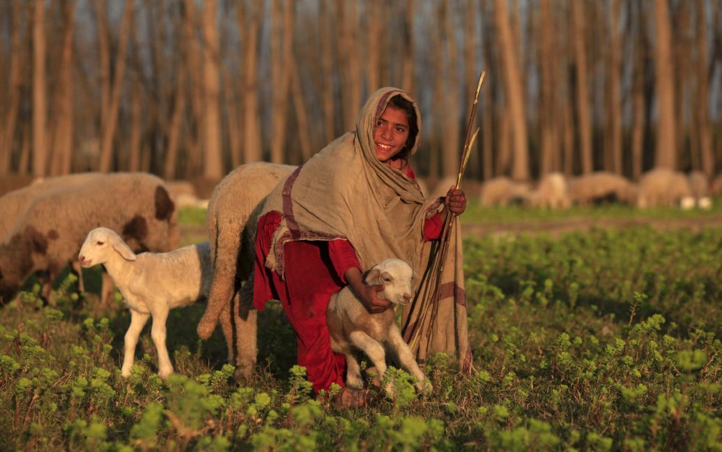 Девочка улыбается, держа овец на поле в Новшера, Пакистан. / © Reuters