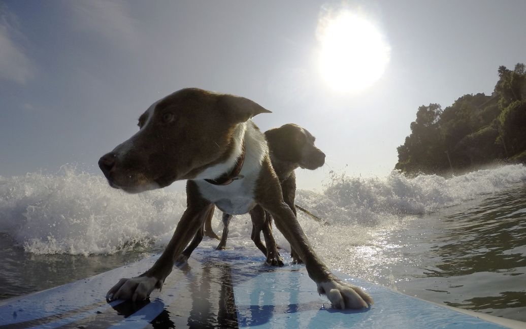 Кріс навчив своїх улюбленців підкорювати хвилі / © Reuters