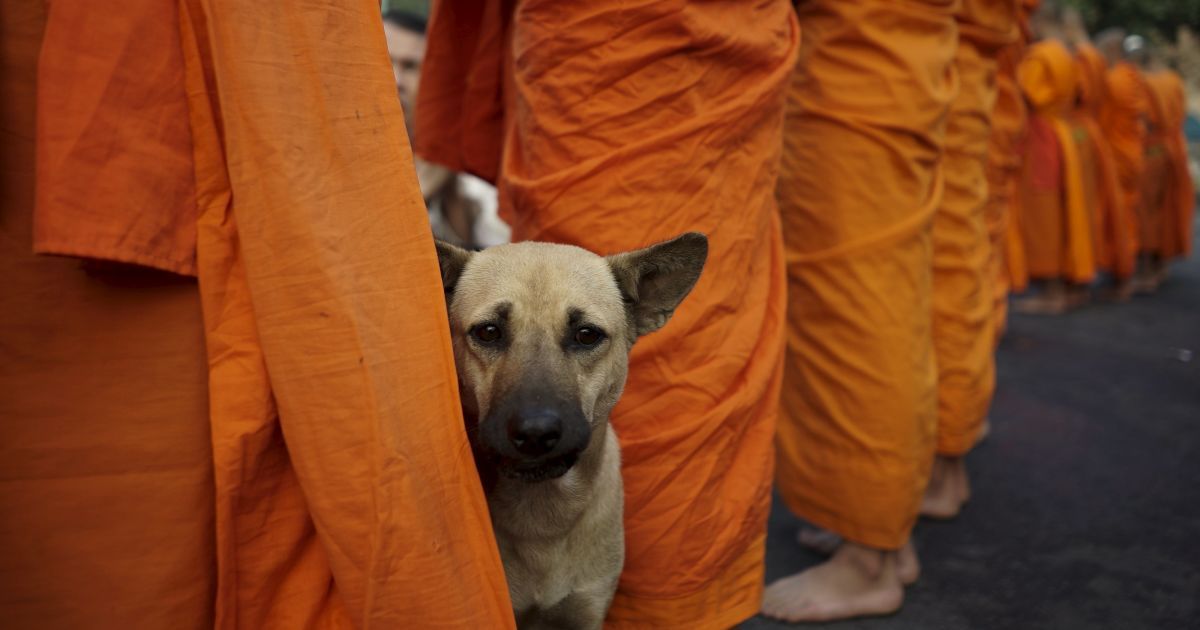 Буддийский праздник Макха Буча / © Reuters