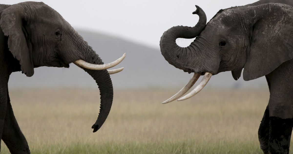 Тысячи убитых животных и истребление популяции. Как работает рынок слоновой кости. Инфографика