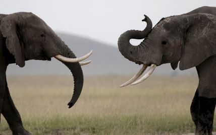 Тисячі убитих тварин та винищення популяції. Як працює ринок слонової кістки. Інфографіка